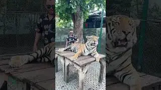 SARDOR GAHGESTR ШЕР ШЕРНИ ТОПДИ  ☝🏻🐅🤣