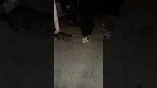Принцесса Ева жадина-говядина.