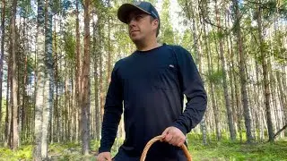 БОРОВЫЕ ПОДОСИНОВИКИ и ЗЕМЛЯНИКА. Грибы 2024