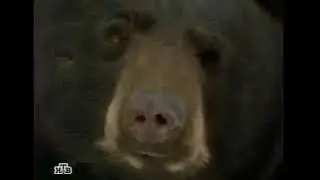 Wolverine vs Bear over Kill