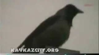 Ворона кричит Аллах