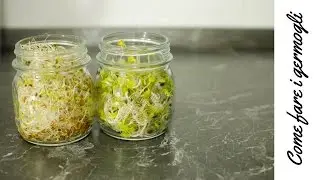 Come fare i germogli senza germogliatore | HOW to make