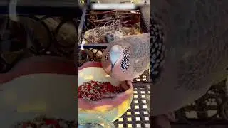 Птица поселилась за окном девушки и та сделал ей настоящий дом