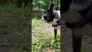 🐰 My mushroom hunting sidekick.  #shorts #animalshorts #cutedog #funnydogs #bostonterrier #reels