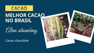 Melhor Cacao Chocolate no Brazil (Rondonia-Brasil)