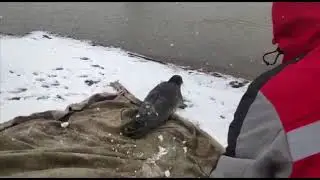 Нерпа