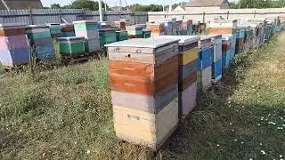 возможно даже принесли мёда.