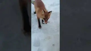 Встреча с лисой на рыбалке #shorts