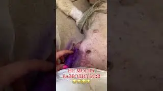 Чтобы попасть в безопасные условия, ей пришлось оказаться в опасности!!!