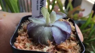 Cascade Carnivores: Pinguicula Butterworts!