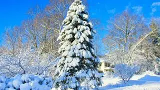 SNOW AND NATURE BEAUTY HD MOTION ANIMATED BACKGROUND FOR GREEN SCREEN