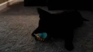 Samson's New Toy
