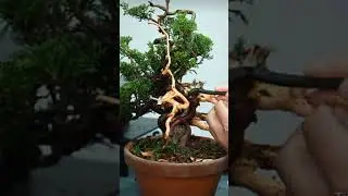 bonsai juniferes #bonsaiinspirasi #bonsaitree #bonsaiindonesia #hobybonsai #konsepbonsai