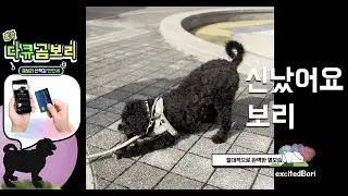 신났어요 보리 - excited Bori