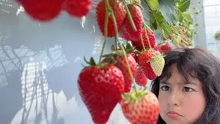 Đưa Miu đi kiếm video triệu view từ vườn dâu ạ 💥Lấy chồng Pakistan 🇵🇰