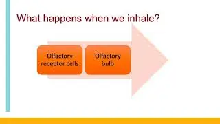 What Happens When You Inhale Essential Oils? - Aromatherapy: Clinical Use of Essential Oils