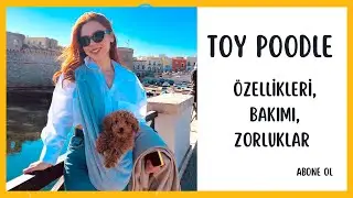 Toy Poodle Özellikleri, Bakımı,Zorluklar | Apartmanda bakmaya uygun mu? #toypoodle