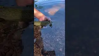 Trout fishing in clear water #fishing #shorts