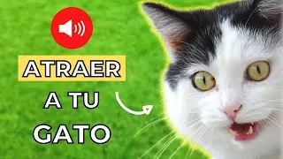 Maullido para Atraer a tu Gato (Garantizado) 🐈💨