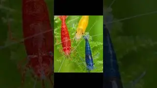ശ്രിമ്പുകൾക്ക് 🦐 കുറച്ച് ചീര കൊടുത്താലോ 🥰 mj aquatic | guppy malayalam