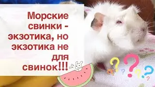 ПРОТИВОРЕЧИВОЕ ФРУКТОВО-ЯГОДНОЕ МЕНЮ // ПОЛЕЗНО ИЛИ ВРЕДНО??? // обзор часть 2 фрукты