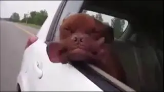 Собачка едет в автомобиле. Перевозка собак в машине.
