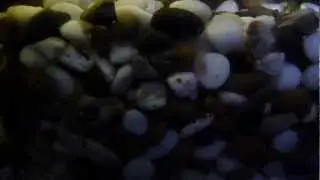 Улитковые пиявки