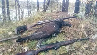 2-х недельная вылазка в Енисейскую тайгу с целью найти лося во время гона