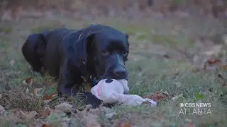 Forever Home