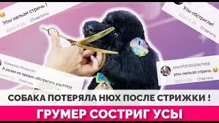 Можно ли стричь собакам усы? Функции вибриссов
