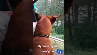 ПУТЕШЕСТВУЮ  С  СОБАКОЙ АВТОБУСОМ