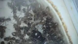 Eggs