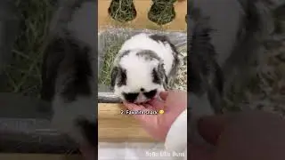 My bunny de-stressing after vet visit | 7 tips 🐰 🤗