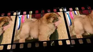 video 1521211022