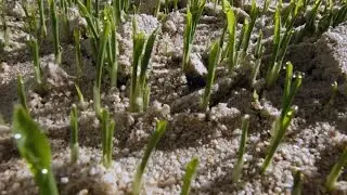 100 Jahre Ammoniaksynthese: vom ersten Mineraldünger zu sauberer Luft