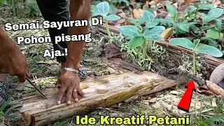 ide kreatif petani menyemai labu air di pohon pisang #labuair