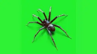 spooky spiders green screen effects animation .