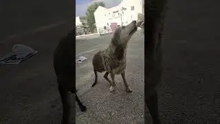 Meet Lisa 48 - Homeless dogs Greece 2024 - rapid interventions. #animals #dog #homeless #helpdog