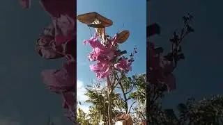 Arvore do Cerrado Brasileiro Jacarandá #natureza #nature #plantas