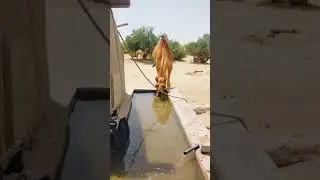 How Camel drink water