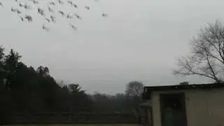 Racing Pigeons
