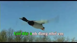 KARAOKE Như giấc chiêm bao - Lệ Quyên Tuấn Hưng