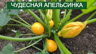 APELSINKA Zucchini. A delicious and productive vegetable. Leningrad Region. 08/30/23