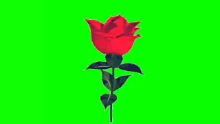Red Rose Green Screen,Rose Green Screen effect,