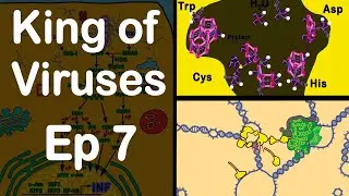 SARS CoV-2 Polyprotein 1ab and Non Structural Proteins, (nsp's).
