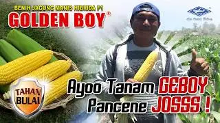 BISI Sahabat Petani: Jagung Manis GOLDEN BOY Pancene Josss !