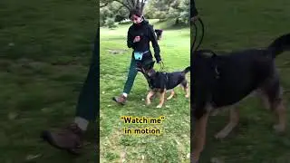Command “watch me” in motion