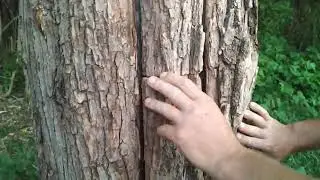 Естественное пчеловодство у Андрея.