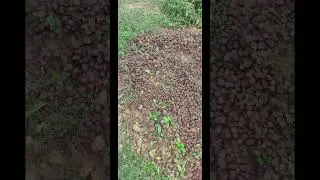 # লাল শাক # Red Spinach Video 2024, Dhaka.