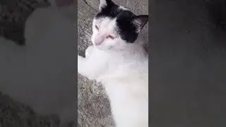 мой кот за любой кипишь 😂